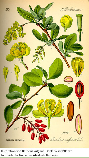 Illustration von Berberis vulgaris