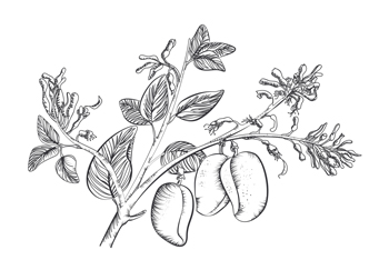 Griffonia simplicifolia - die afrikanische Schwarzbohne - ist Quelle für 5-HTP