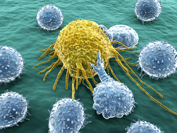 Krebszelle wird durch Immunzelle gefressen