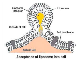 Liposomale Aufnahme an der Zellmembran
