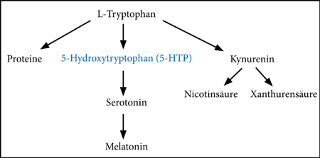 Die Hauptstoffwechselwege von Tryptophan. Quelle: Orthoknowledge.eu